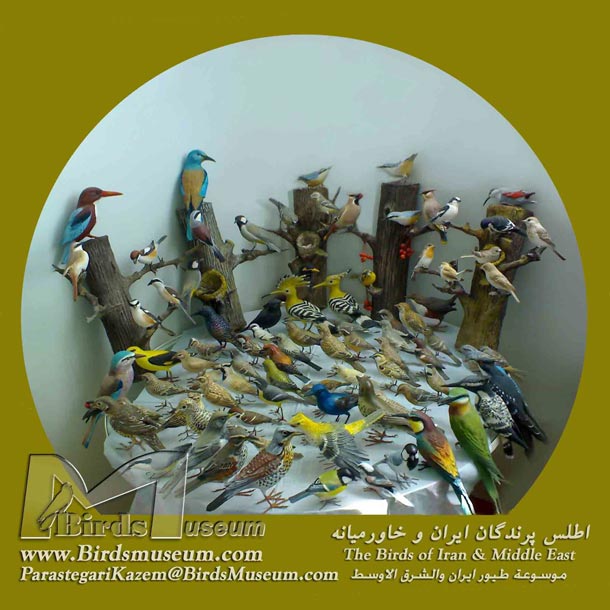 اطلس پرندگان ایران و خاور میانه The Birds of Iran and Middle East